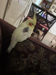 Lost Female Bird last seen Stockton Boulevard, Sacramento, CA 95824