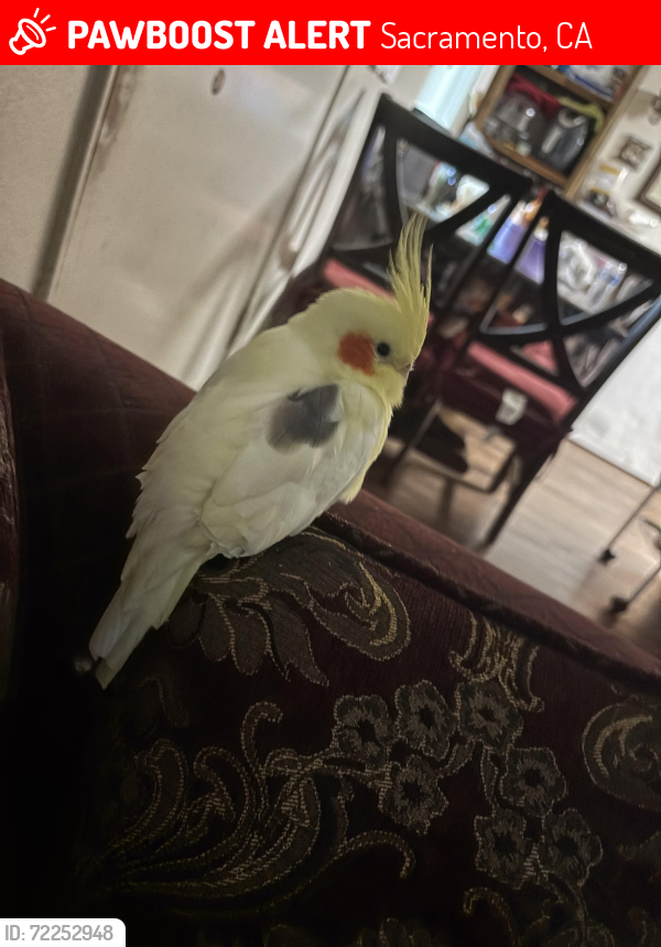 Lost Female Bird last seen Stockton Boulevard, Sacramento, CA 95824