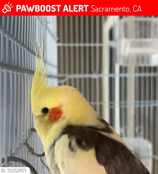 Lost Male Bird last seen Stockton Boulevard, Sacramento, CA 95824
