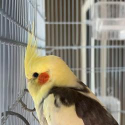 Lost Male Bird last seen Stockton Boulevard, Sacramento, CA 95824
