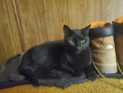 Lost Unknown Cat last seen Hodgeman park, Painted Post, NY 14870