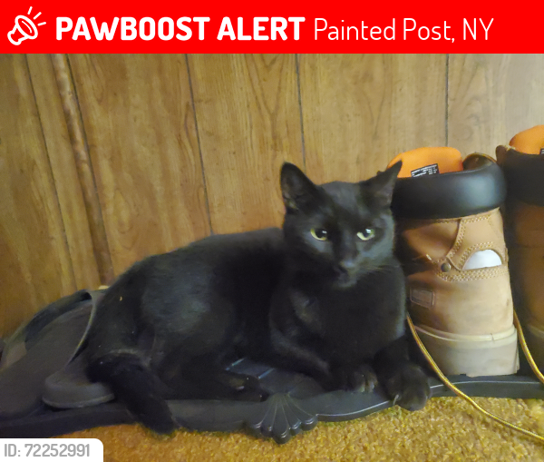 Lost Unknown Cat last seen Hodgeman park, Painted Post, NY 14870