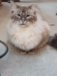 Lost Male Cat last seen Embassy Suites Loveland, 4705 Clydesdale Parkway near the back gate leading to the Ranch., Loveland, CO 80538