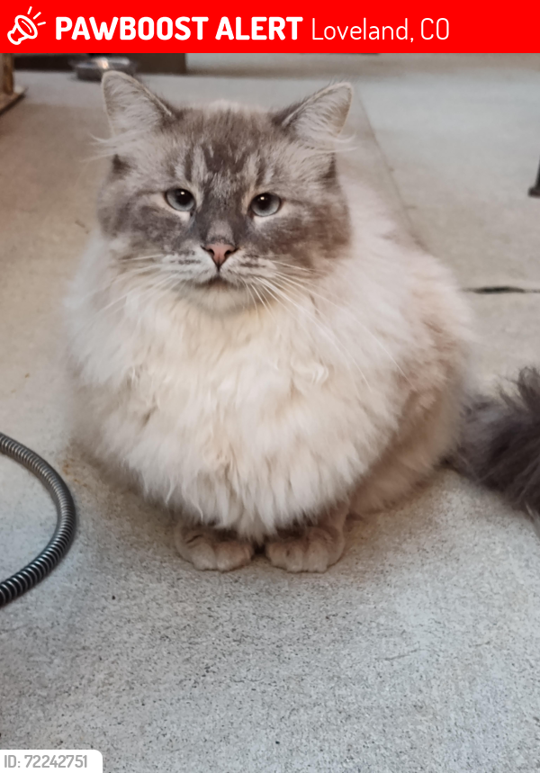 Lost Male Cat last seen Embassy Suites Loveland, 4705 Clydesdale Parkway near the back gate leading to the Ranch., Loveland, CO 80538