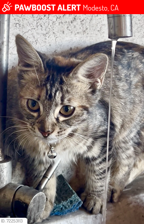 Lost Female Cat last seen South 9th Street & Latimer Ave., Modesto, CA 95351