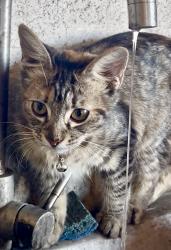 Lost Female Cat last seen South 9th Street & Latimer Ave., Modesto, CA 95351