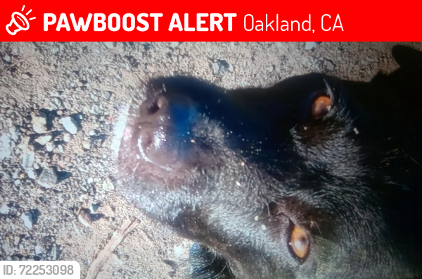 Lost Male Dog last seen 13th ave & E14, Oakland, CA 94611