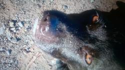 Lost Male Dog last seen 13th ave & E14, Oakland, CA 94611