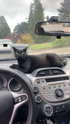 Lost Female Cat last seen Crystal Lake Masonic Cemetery, Corvallis, OR 97333