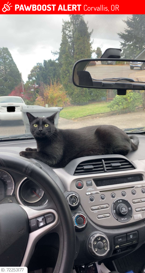 Lost Female Cat last seen Crystal Lake Masonic Cemetery, Corvallis, OR 97333