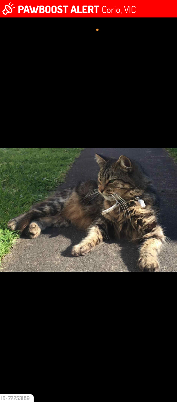 Lost Female Cat last seen Fairbairn drive corio 3214, Corio, VIC 3214