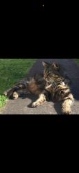 Lost Female Cat last seen Fairbairn drive corio 3214, Corio, VIC 3214
