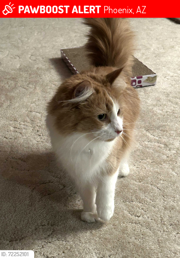 Lost Female Cat last seen Nighthawk and 1st st, Phoenix, AZ 85048