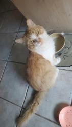 Lost Male Cat last seen 7th ave and Lee st, Tucson, AZ 85705
