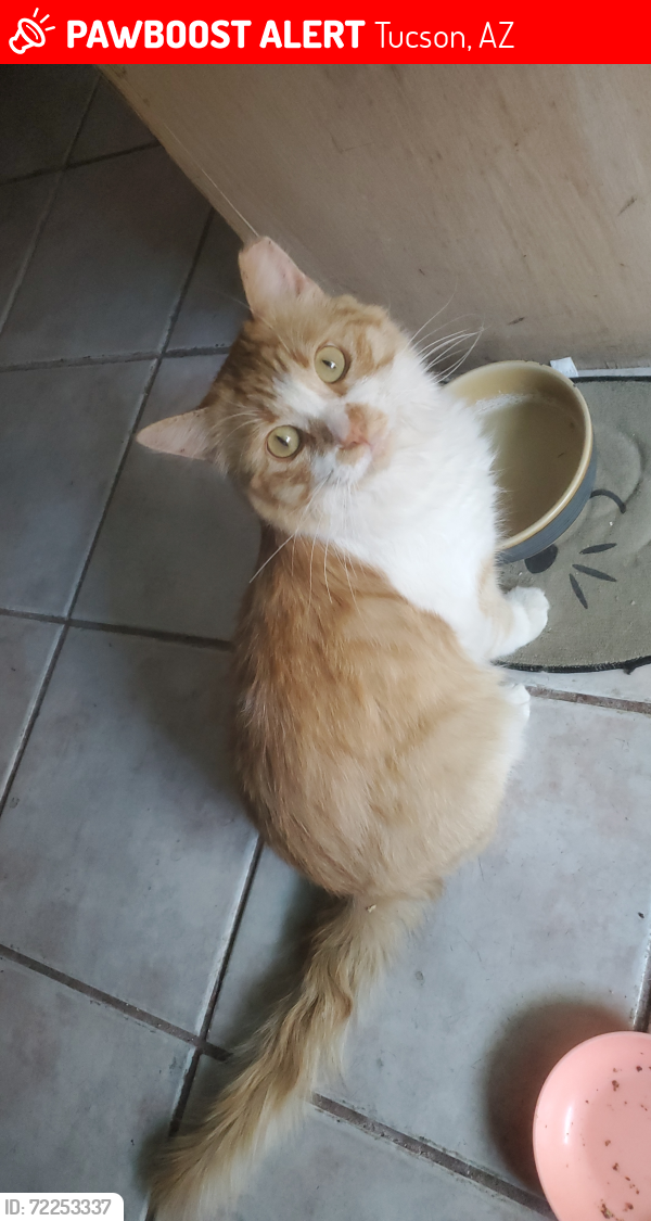 Lost Male Cat last seen 7th ave and Lee st, Tucson, AZ 85705