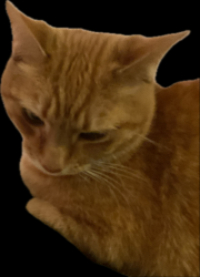Lost Female Cat last seen DEVEREAUX AVENUE, LORETTA AVENUE AVENUE 19111D ALMA STREET, Philadelphia, PA 19111