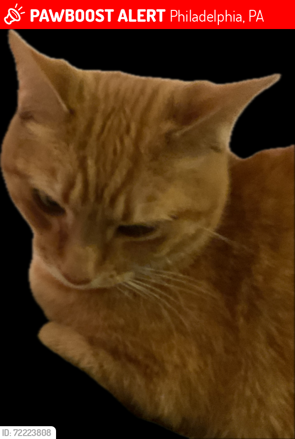 Lost Female Cat last seen DEVEREAUX AVENUE, LORETTA AVENUE AVENUE 19111D ALMA STREET, Philadelphia, PA 19111