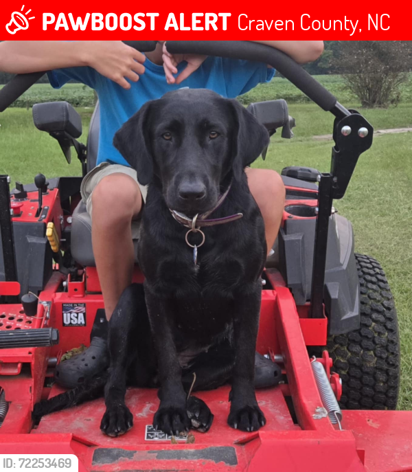 Lost Female Dog last seen Hwy 55 & William Pearce Rd, Craven County, NC 28526