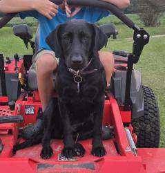 Lost Female Dog last seen Hwy 55 & William Pearce Rd, Craven County, NC 28526