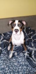 Lost Male Dog last seen Embassy Suites, Columbia, SC 29210