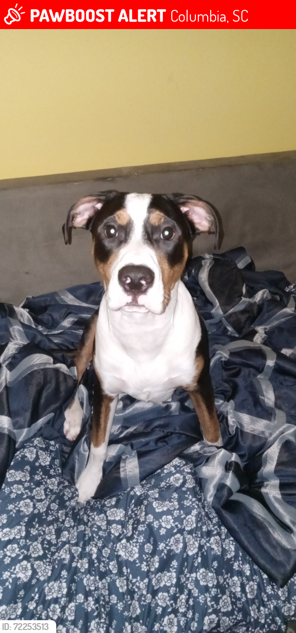 Lost Male Dog last seen Embassy Suites, Columbia, SC 29210