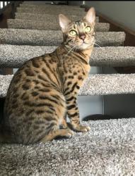 Lost Female Cat last seen FERMILAB, Kirk rd Batavia, Continental dr Warrenville , Warrenville, IL 60555