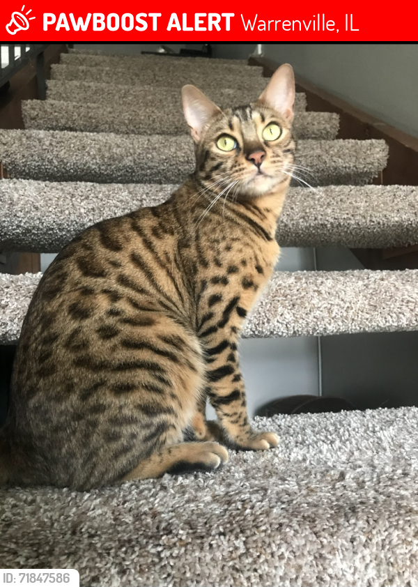 Lost Female Cat last seen FERMILAB, Kirk rd Batavia, Continental dr Warrenville , Warrenville, IL 60555