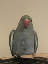 Lost Female Bird last seen 112th, Tacoma, WA 98499