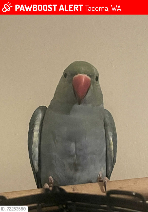 Lost Female Bird last seen 112th, Tacoma, WA 98499