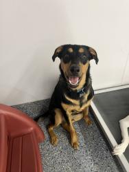 Lost Male Dog last seen 55th Street and Cornell Avenue near Morry’s Deli, Chicago, IL 60637