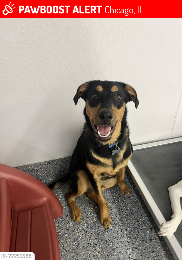 Lost Male Dog last seen 55th Street and Cornell Avenue near Morry’s Deli, Chicago, IL 60637
