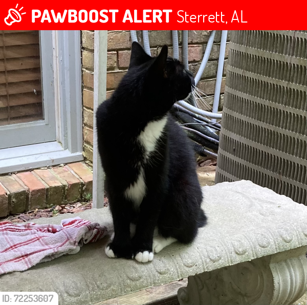 Lost Male Cat last seen Hwy 43, Sterrett, AL 35147