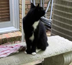 Lost Male Cat last seen Hwy 43, Sterrett, AL 35147