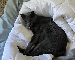 Lost Male Cat last seen Mission Peak apmt, Fremont, CA 94538