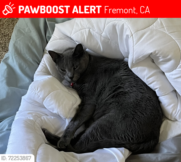 Lost Male Cat last seen Mission Peak apmt, Fremont, CA 94538