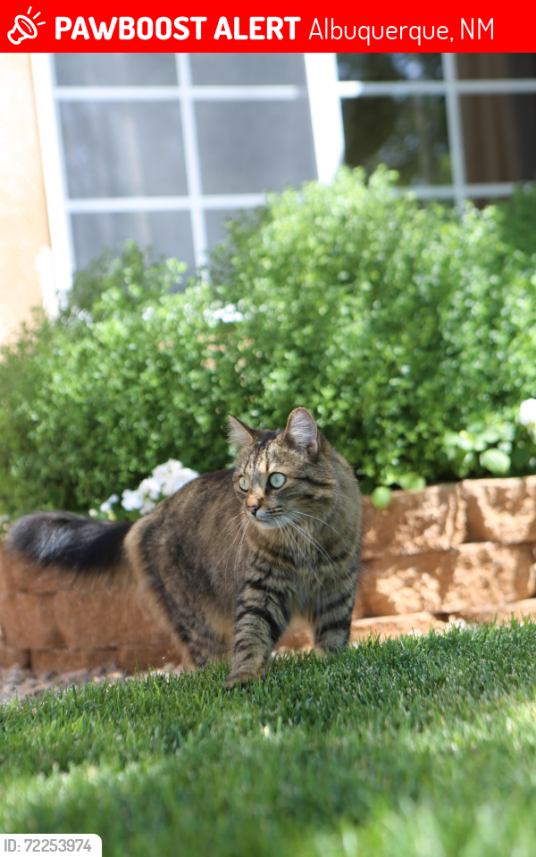 Lost Female Cat last seen Country Knoll and Universe , Albuquerque, NM 87114