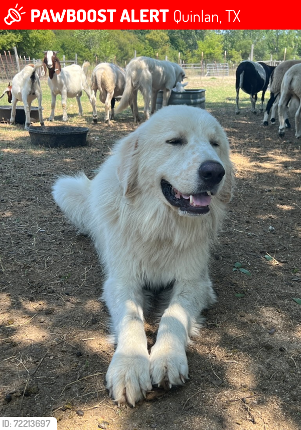 Lost Male Dog last seen K Farms, Quinlan, TX 75474