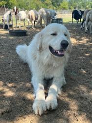 Lost Male Dog last seen K Farms, Quinlan, TX 75474
