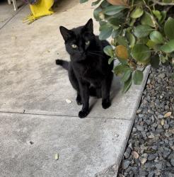 Lost Male Cat last seen Meade and Louisiana , San Diego, CA 92116