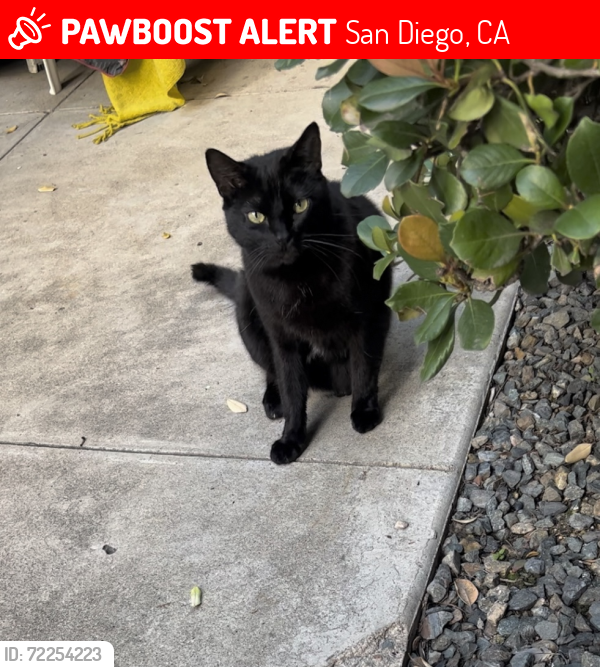 Lost Male Cat last seen Meade and Louisiana , San Diego, CA 92116