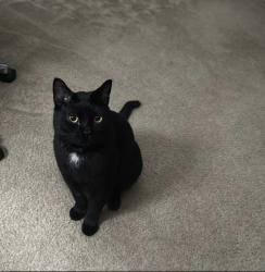 Lost Male Cat last seen Spring Mountain Ranch, Riverside, CA 92507