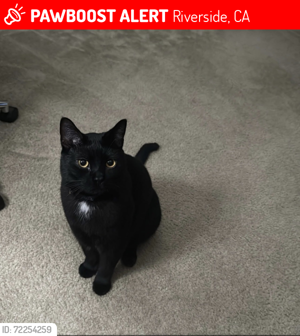 Lost Male Cat last seen Spring Mountain Ranch, Riverside, CA 92507