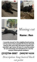 Lost Female Cat last seen Lomita , Lomita, CA 90717