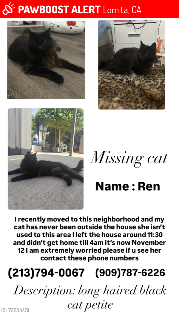Lost Female Cat last seen Lomita , Lomita, CA 90717