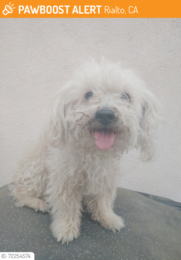 Rialto, CA Stray Male Dog Found Near Acacia St Rialto | PawBoost