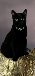 Reunited Male Cat last seen Robb field , San Diego, CA 92106