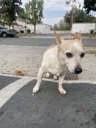 Reunited Male Dog last seen Nash St, Riverside, CA 92501, USA, Riverside, CA 92501