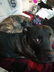 Lost Female Dog last seen Park Ave and welton , Denver, CO 80205