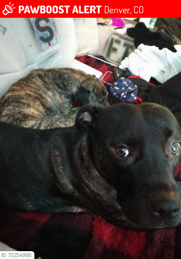 Lost Female Dog last seen Park Ave and welton , Denver, CO 80205