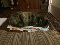 Lost Female Cat last seen Palmer Park & Holmes between Circle & Chelton, Colorado Springs, CO 80909